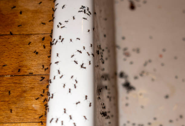 Best Flea Control Services  in Albany, KY