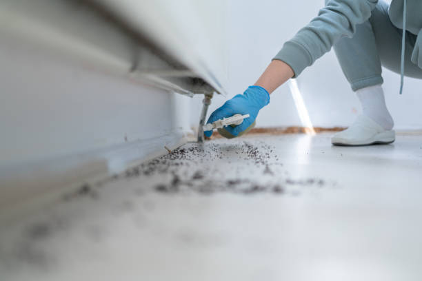 Best Wasp Removal Services  in Albany, KY